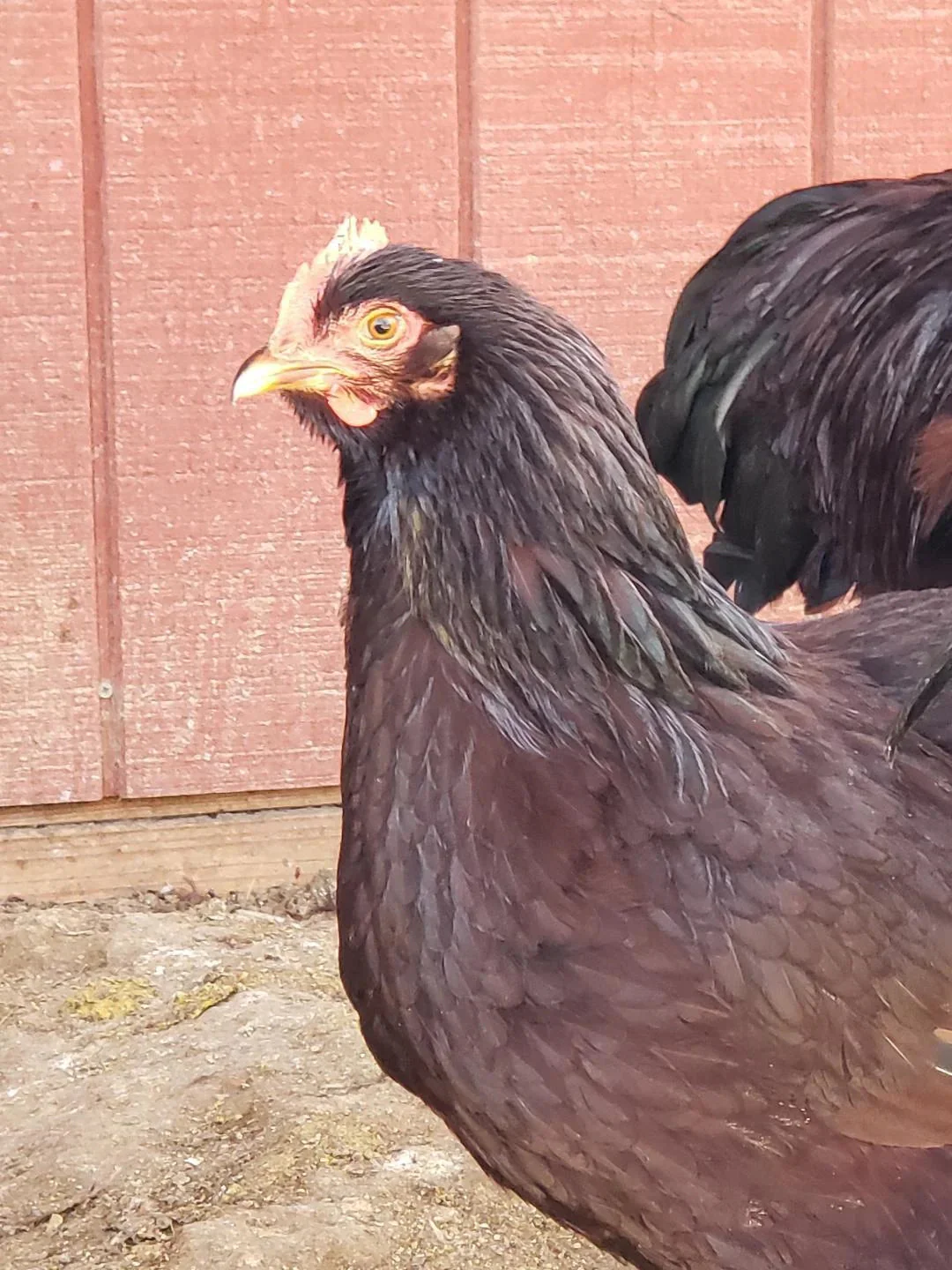 Older Pullet Hens 7 to 8 Weeks Old