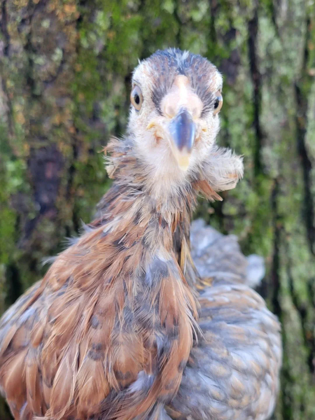 Started Young Pullet Hens