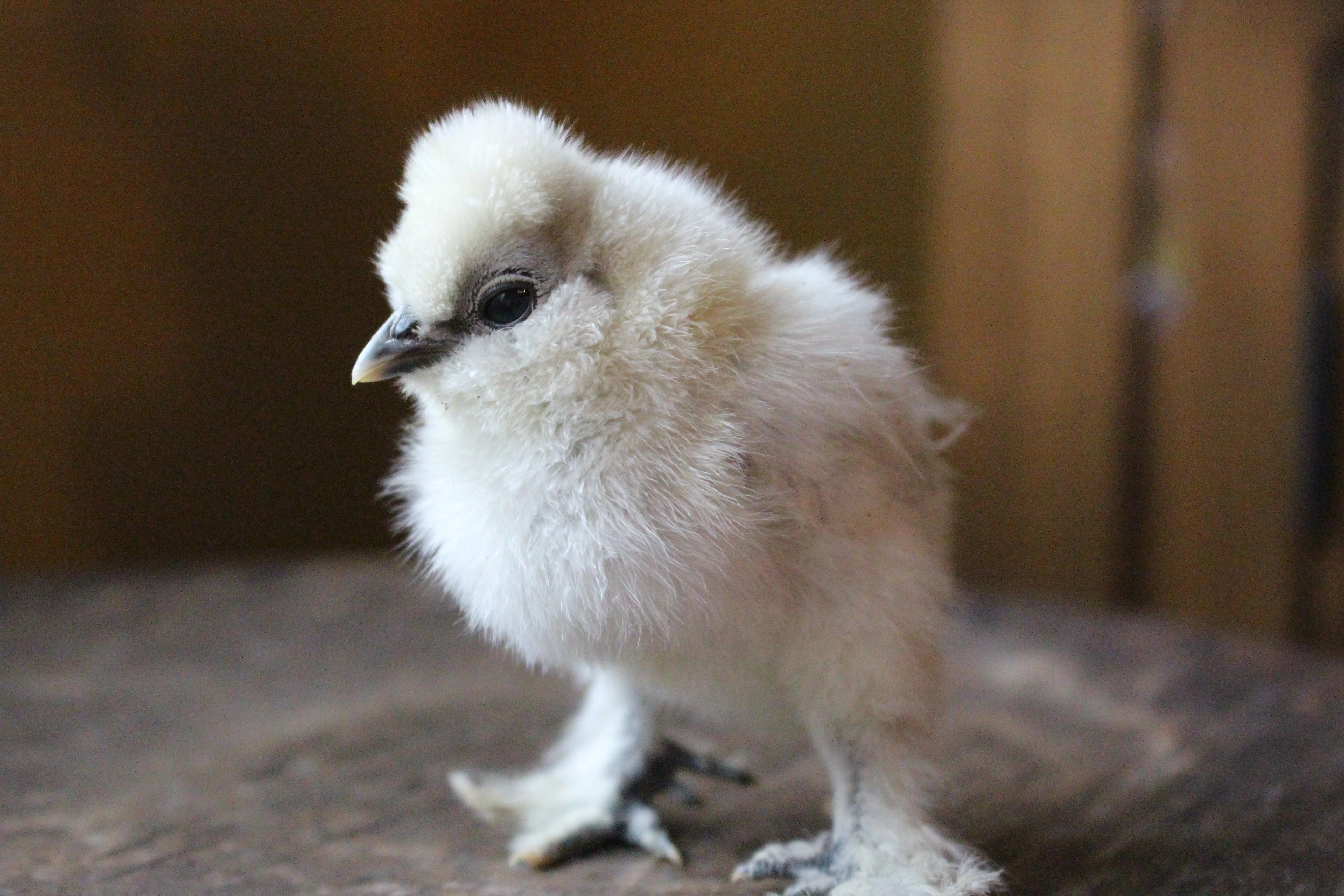 Day Old Chicks, Baby Chicks